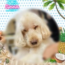 オーストラリアンラブラドゥードル