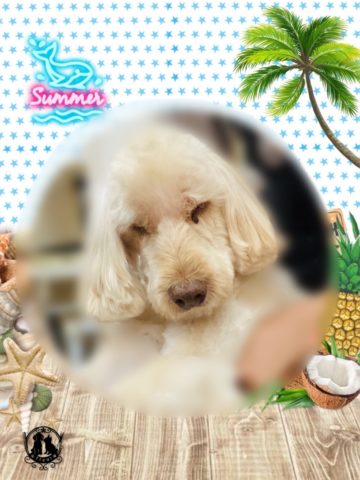 オーストラリアンラブラドゥードル