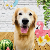 ゴールデンレトリバー