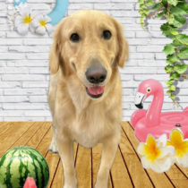 ゴールデンレトリバー