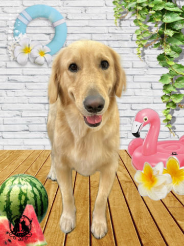 ゴールデンレトリバー