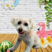 ミニチュアシュナウザー