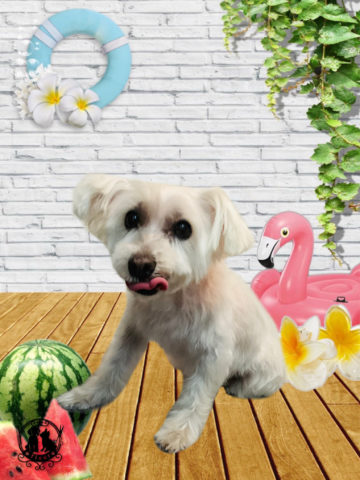 ミニチュアシュナウザー