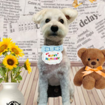 ミニチュアシュナウザー