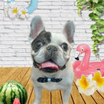 フレンチブルドッグ