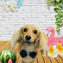 ミニチュアダックス