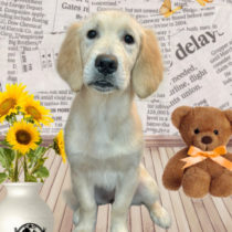 ゴールデンレトリバー