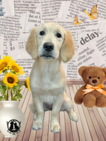 ゴールデンレトリバー