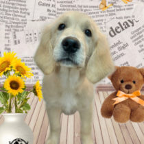 ゴールデンレトリバー