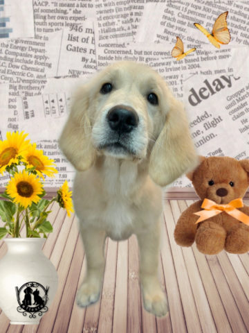 ゴールデンレトリバー