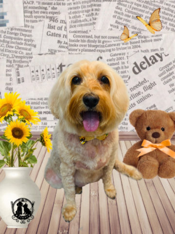 オーストラリアンラブラドゥードル