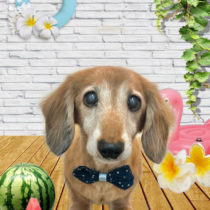 ミニチュアダックス