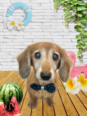 ミニチュアダックス