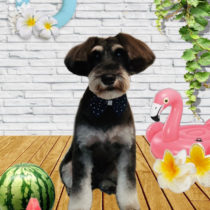 ミニチュアシュナウザー