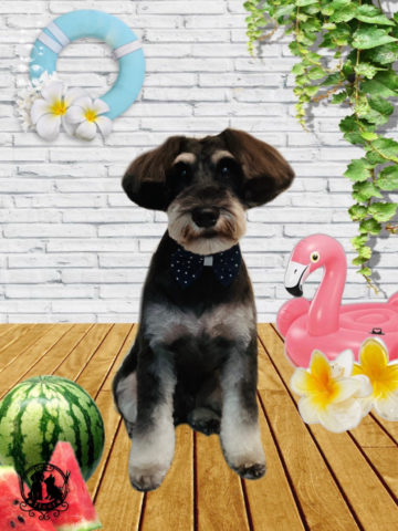 ミニチュアシュナウザー