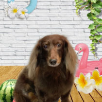 ミニチュアダックス