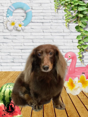 ミニチュアダックス