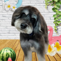 ミニチュアシュナウザー