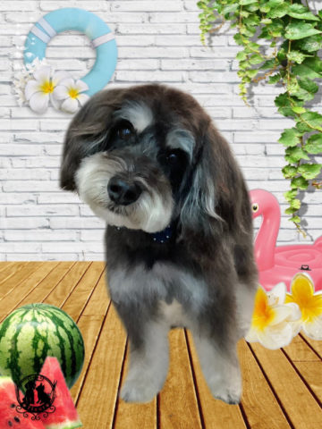 ミニチュアシュナウザー