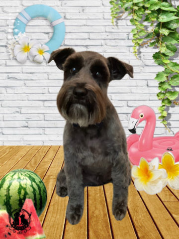 ミニチュアシュナウザー