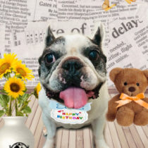 フレンチブルドッグ