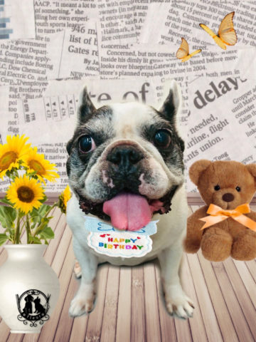 フレンチブルドッグ