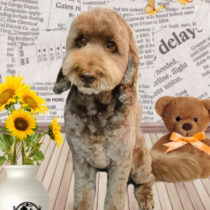 オーストラリアンラブラドゥードル