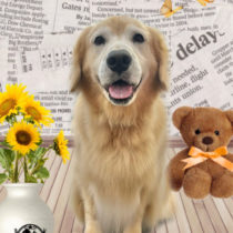 ゴールデンレトリバー