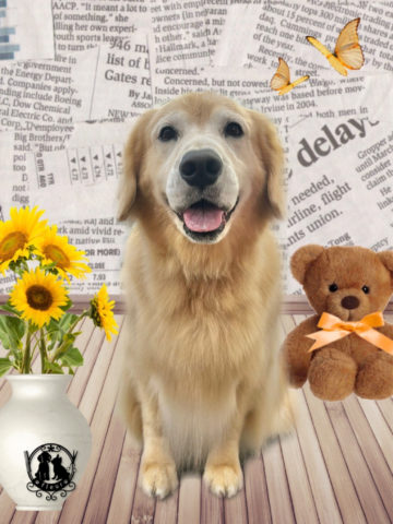 ゴールデンレトリバー