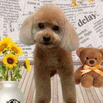 トイプードル