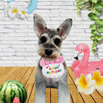 ミニチュアシュナウザー