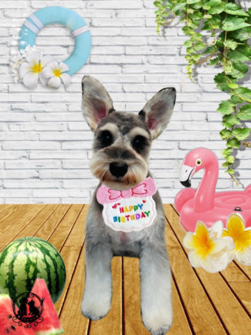 ミニチュアシュナウザー