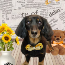 ミニチュアダックス