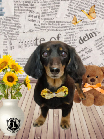 ミニチュアダックス