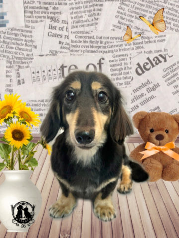 ミニチュアダックス