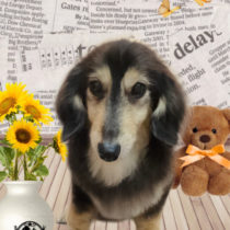 ミニチュアダックス