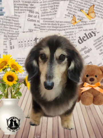 ミニチュアダックス