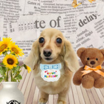 ミニチュアダックス