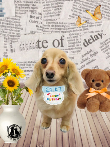 ミニチュアダックス