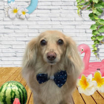 ミニチュアダックス