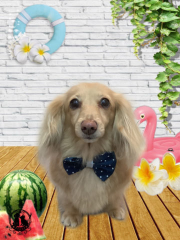 ミニチュアダックス