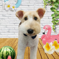 ワイヤーフォックステリア