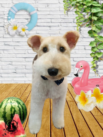 ワイヤーフォックステリア