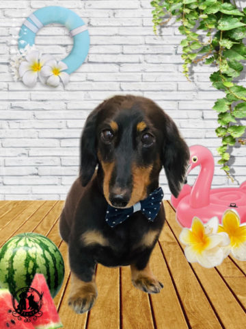 ミニチュアダックス