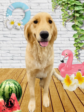 ゴールデンレトリバー