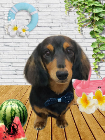 ミニチュアダックス