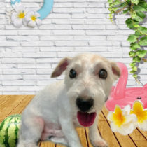 ジャックラッセルテリア