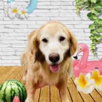 ゴールデンレトリバー