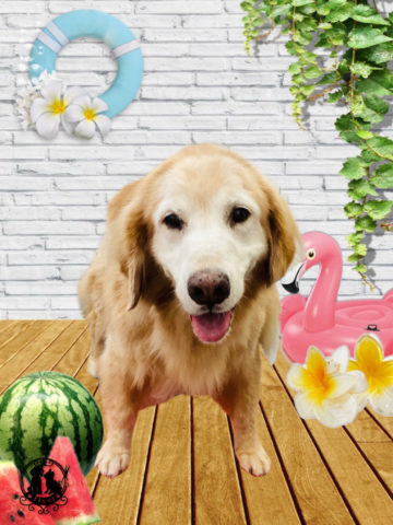 ゴールデンレトリバー