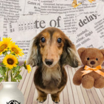 ミニチュアダックス